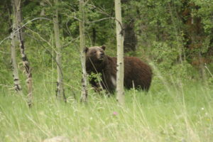 Headed north, back to Griz country...