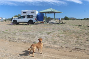 Gus cocks her ears at Logan's set up back in New Mexico.