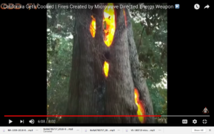 How does a tree catch fire from the inside? Micro-waves will do it.