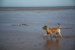 fundy gus on mud flat copy 2