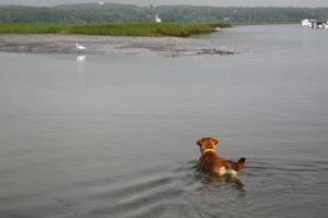 Gus on point, back at the Bay of Fundy. A while ago...