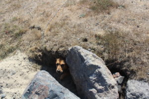 Gus dug out her own niche in the jetty rocks.