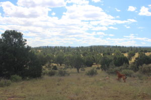 Gus checks out our backyard view. Altitude 7k feet, warm days, cool nights.