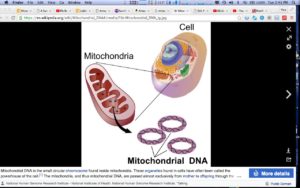 The Mitochondrial DNA. Complex yes, but just remember that only females pass it along.