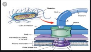 Intelligent design