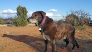 Cuz, a good dog (RIP), near Red Rocks, Az.